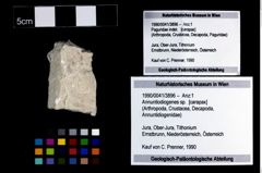 Foto (Objekt + Etikett) von Annuntiodiogenes sp.  (NHMW-GEO-1990-0041-3896)